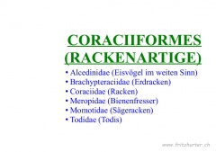 Coraciiformes (Rackenartige)